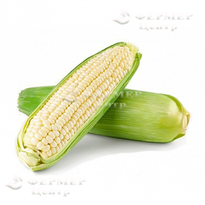 Сириус F1 - кукуруза сахарная, Agri Saaten  (Агри Заатен) Германия  фото, цена